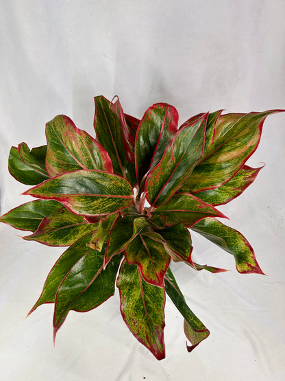 Aglaonema - Red Siam