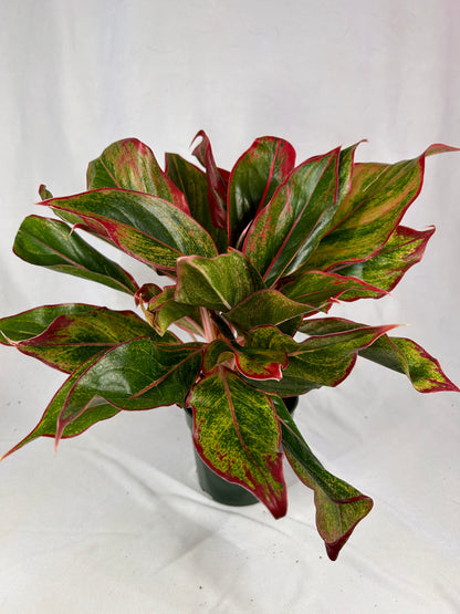 Aglaonema - Red Siam