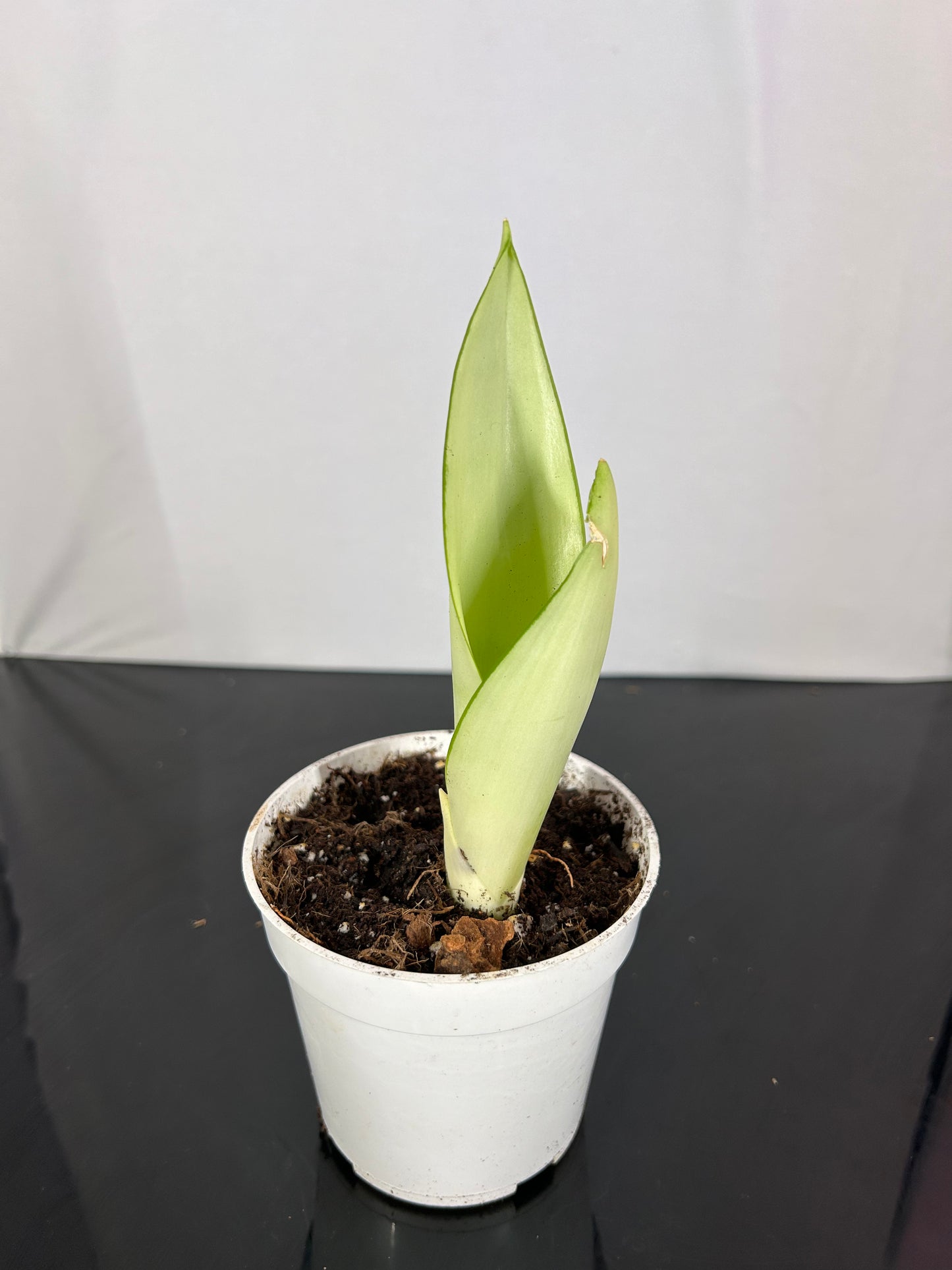 Sansevieria - Moonshine